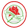 Adamstown Rosebud